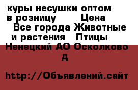 куры несушки.оптом 170 в розницу 200 › Цена ­ 200 - Все города Животные и растения » Птицы   . Ненецкий АО,Осколково д.